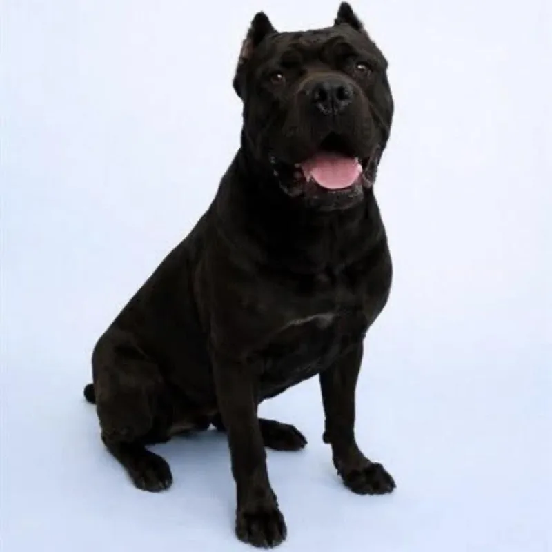 An adult small-sized male Black Cane Corso dog named Bruno for adoption in manchester, PA