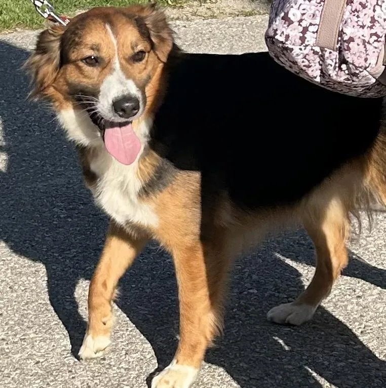 An adult medium-sized male Tricolor (Brown, Black, & White) Australian Shepherd dog named Cookie for adoption in Traverse City, MI