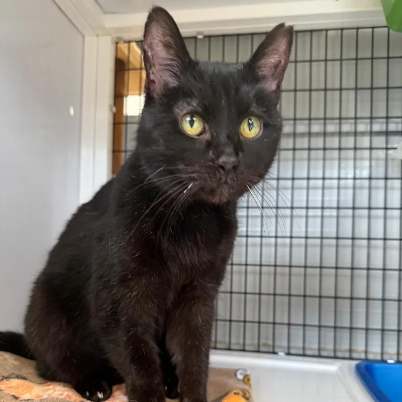 A senior medium-sized male Black Domestic Short Hair cat named Gramps for adoption in Ruckersville, VA