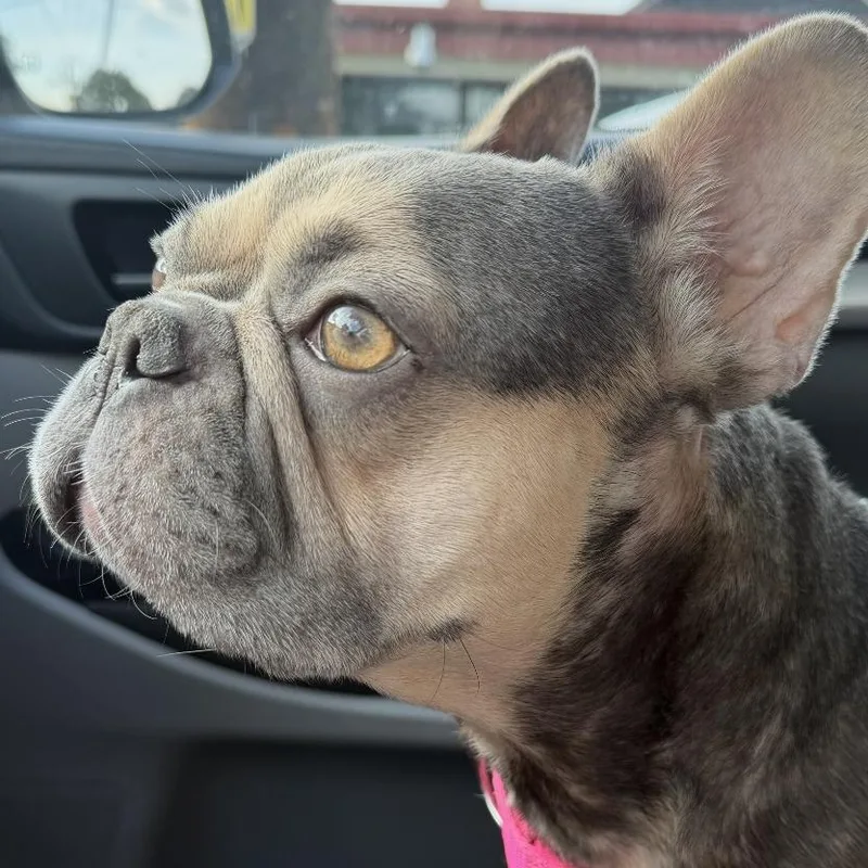 Wanda