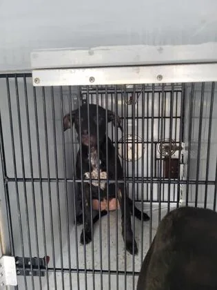 A young medium-sized female Pit Bull Terrier dog named Patty for adoption in Atlanta, GA