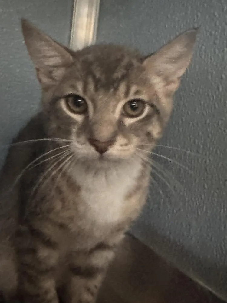 A baby medium-sized female Domestic Short Hair cat named Everly for adoption in Milltown, NJ
