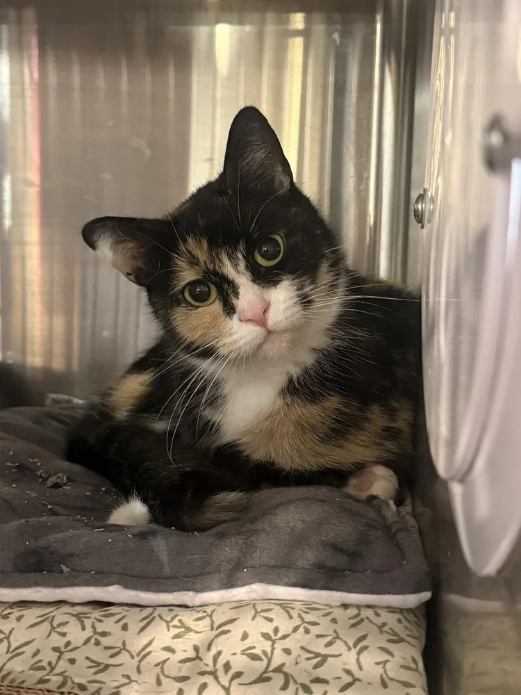 A baby medium-sized female Domestic Short Hair cat named Eve for adoption in Bolton, CT