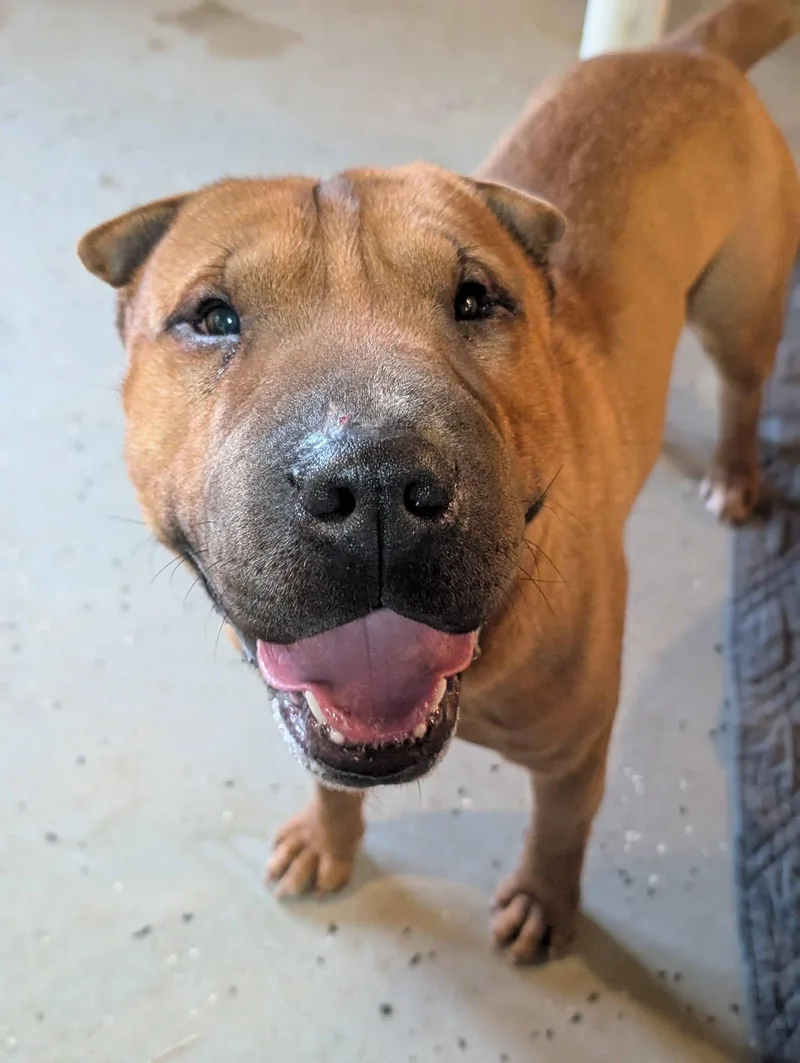A young medium-sized male Brown / Chocolate Shar-Pei dog named Baozi for adoption in Mansfield Center, CT
