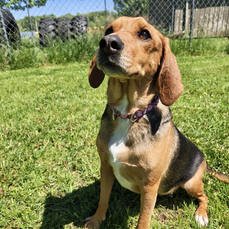 An adult medium-sized female Tricolor (Brown, Black, & White) Beagle dog named Missy for adoption in Oconto, WI