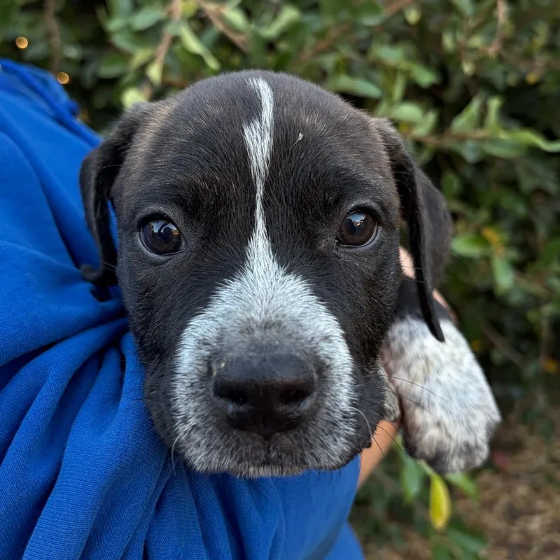 A baby small-sized male Brindle Shepherd dog named Jude for adoption in Santa Barbara, CA