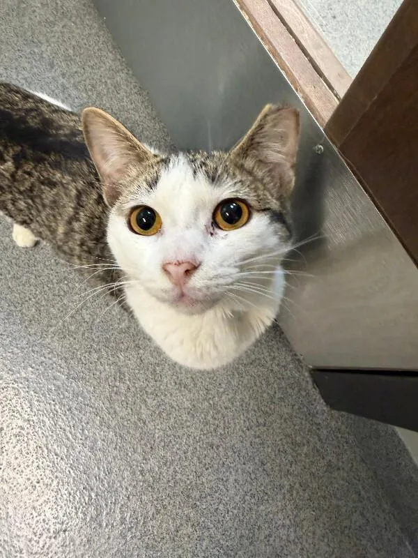 Strawberry Peppermint