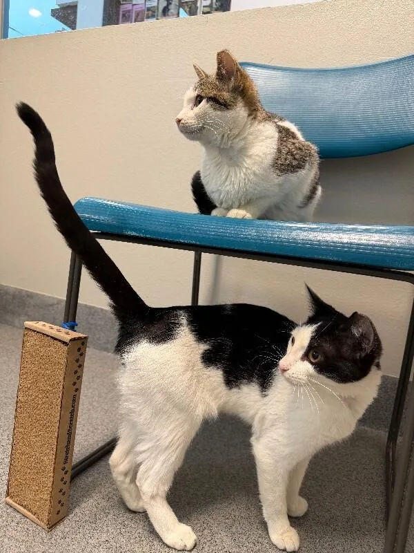 Strawberry Peppermint thumbnail 2