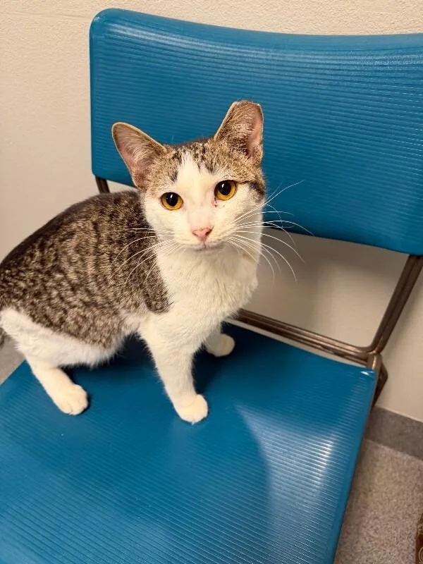 Strawberry Peppermint thumbnail 3