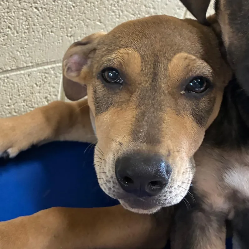 A baby small-sized female Yellow / Tan / Blond / Fawn Hound dog named Cinnamon for adoption in Bronson, FL