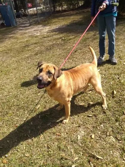 A senior large-sized male Mixed Breed dog named Rory Shanks for adoption in Covington, LA