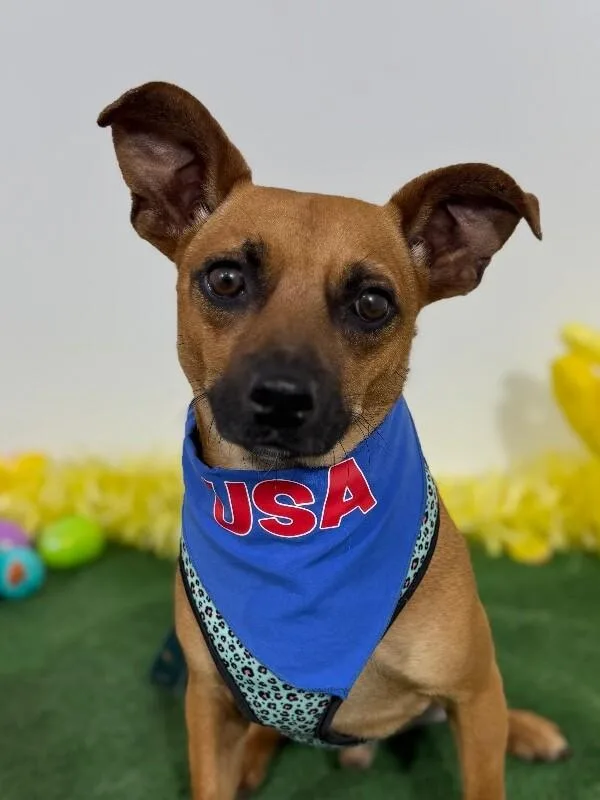 A young small-sized male Brown / Chocolate Chihuahua dog named Prince for adoption in Carlsbad, CA