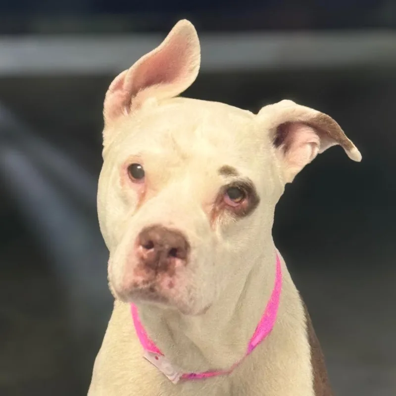 A senior medium-sized female White / Cream Pit Bull Terrier dog named Poptart for adoption in Las Vegas, NV