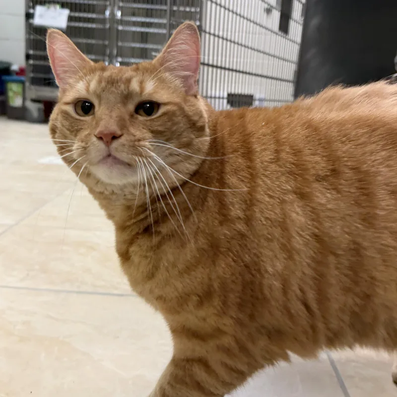 An adult extra large-sized male Domestic Short Hair cat named Heathcliff for adoption in Latrobe, PA