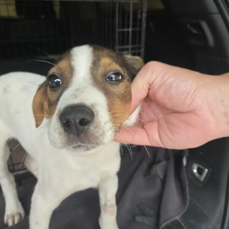 A baby medium-sized female White / Cream Australian Shepherd dog named Sprite for adoption in Brownsboro, AL