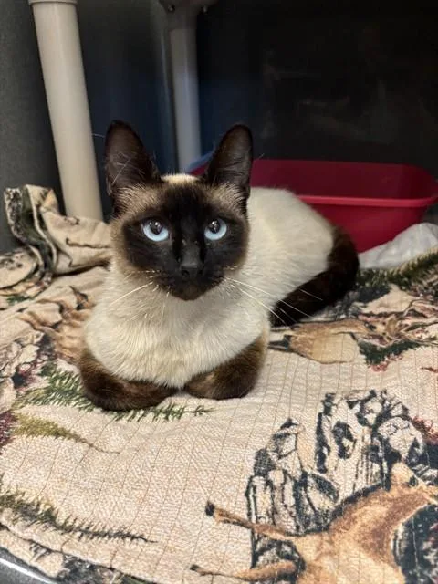 A young medium-sized female Siamese cat named Hyacinth for adoption in Forney, TX