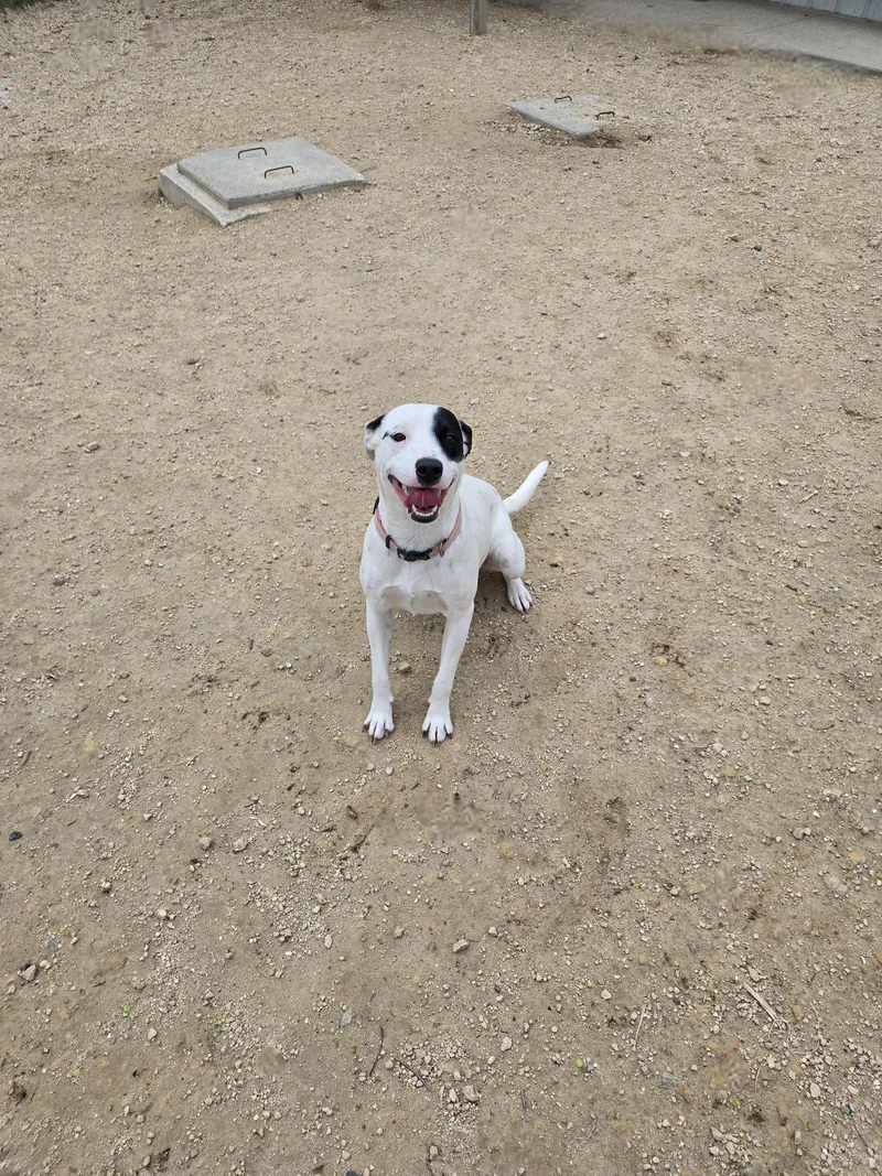 An adult medium-sized female Mixed Breed dog named Roxy for adoption in Maquoketa, IA