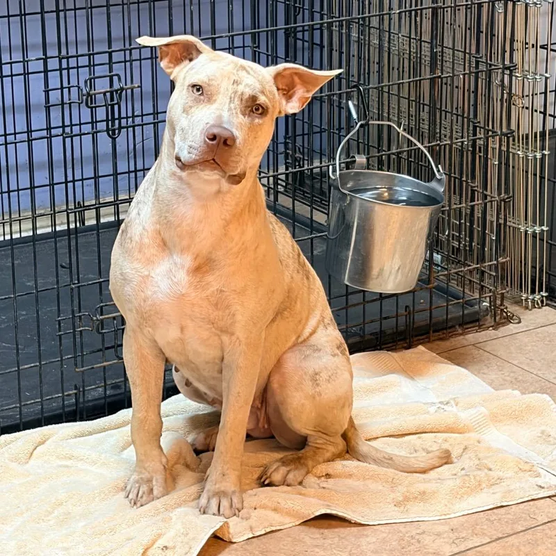 A young medium-sized female Brindle Mixed Breed dog named Ginger for adoption in Kansas City, MO