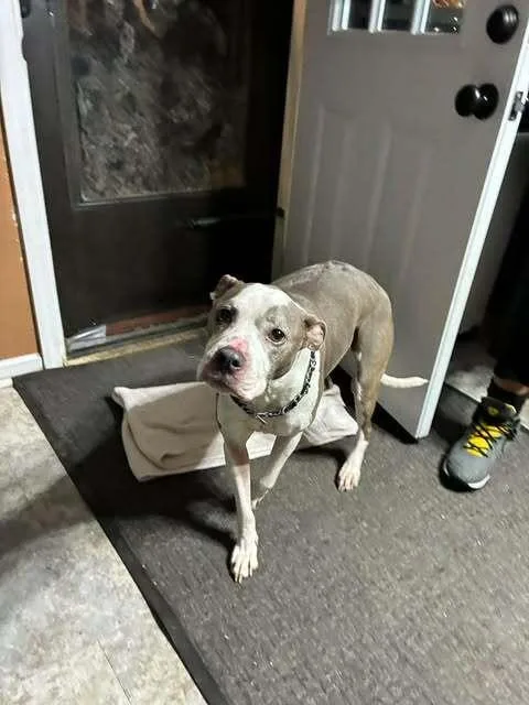 A senior large-sized female Gray / Blue / Silver Pit Bull Terrier dog named Luna for adoption in Indianapolis, IN