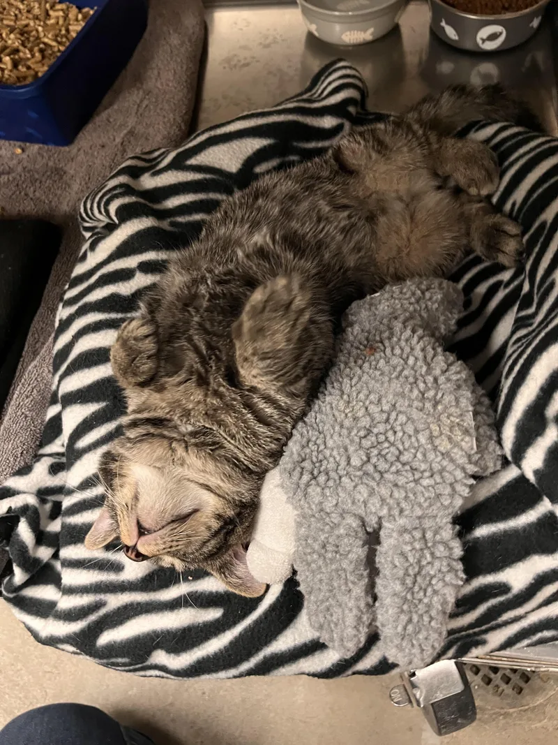 Whispurr thumbnail 2