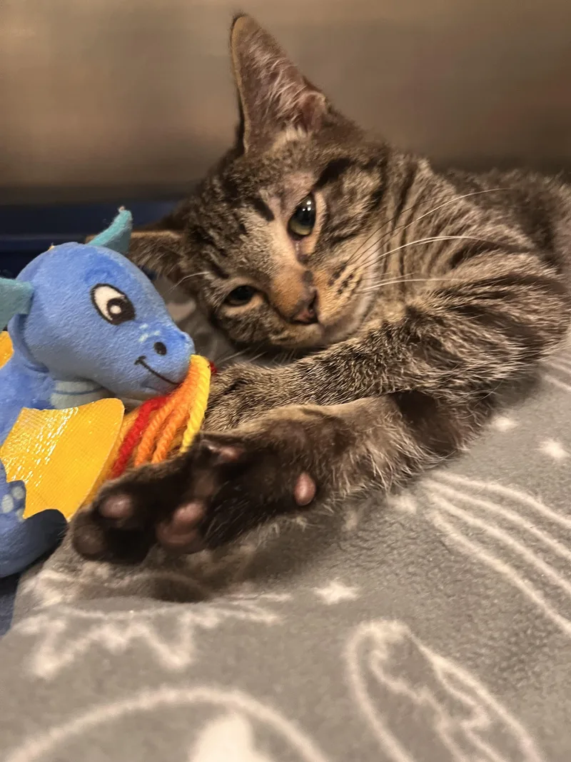 Whispurr thumbnail 3