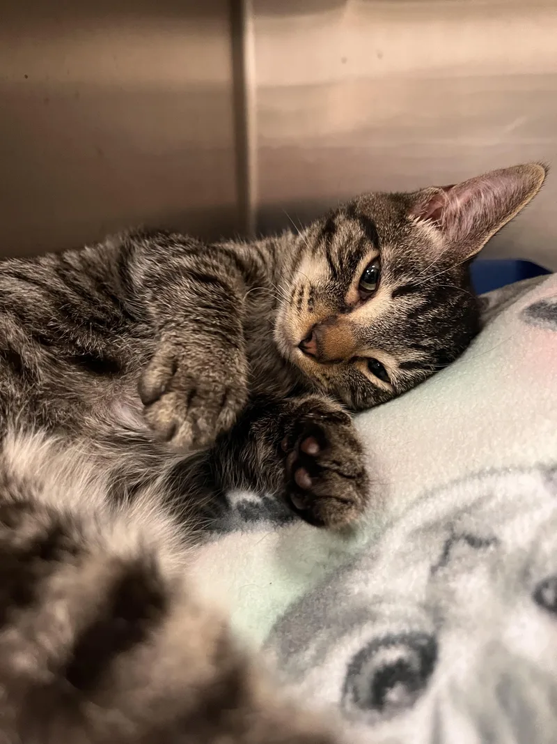 Whispurr thumbnail 4