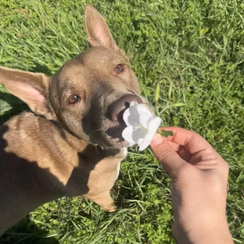 Layla The Dog Lovin thumbnail 3