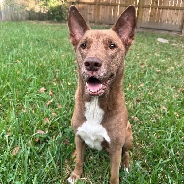 Layla The Dog Lovin thumbnail 5