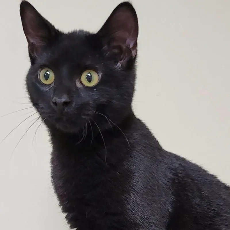 A baby medium-sized male Black Domestic Short Hair cat named Roy for adoption in Mazon, IL