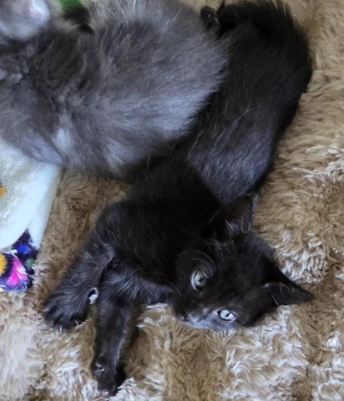 A baby medium-sized male Black Domestic Short Hair cat named Joker for adoption in Rosenberg, TX