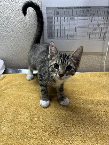 A baby small-sized male Domestic Short Hair cat named Kenickie for adoption in Sherwood, OR