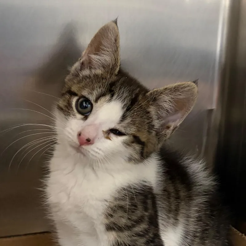 A baby small-sized female Gray / Blue / Silver Domestic Short Hair cat named Ruthie for adoption in Newark, NJ