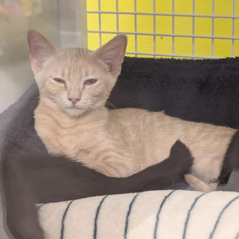 A baby medium-sized female Orange / Red Domestic Short Hair cat named Meredith for adoption in Brentwood, CA