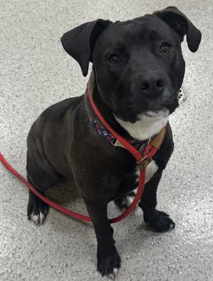 A young medium-sized male Pit Bull Terrier dog named Bobby for adoption in Fishers, IN