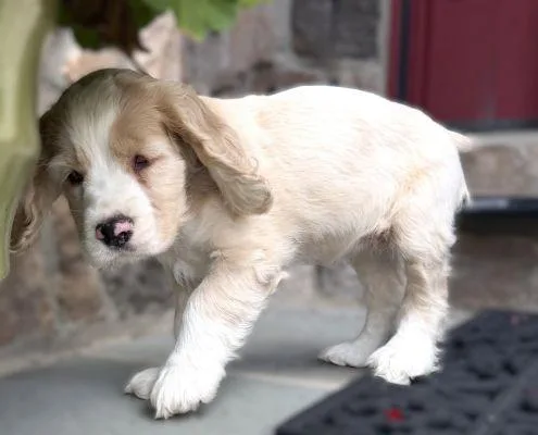 A baby small-sized female Cocker Spaniel dog named Missy Sue for adoption in Arlington, VA
