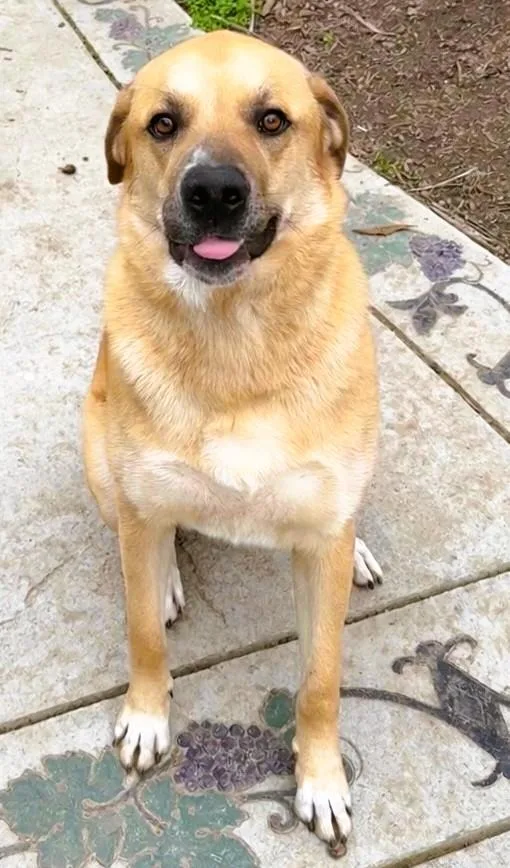 A young large-sized male German Shepherd Dog dog named Chico for adoption in tracy, CA