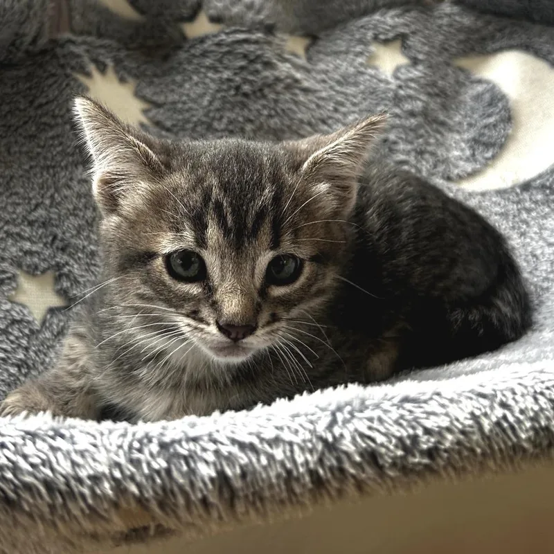 Bobcat thumbnail 2
