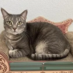 A young medium-sized female Domestic Short Hair cat named Mimi for adoption in Liverpool, TX