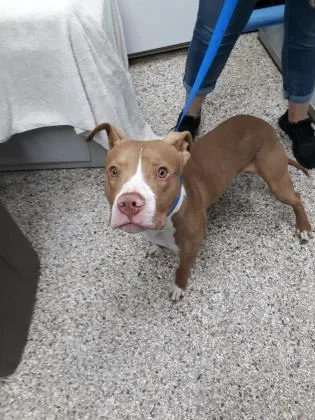 An adult medium-sized male Mixed Breed dog named Munch for adoption in West Chester, PA
