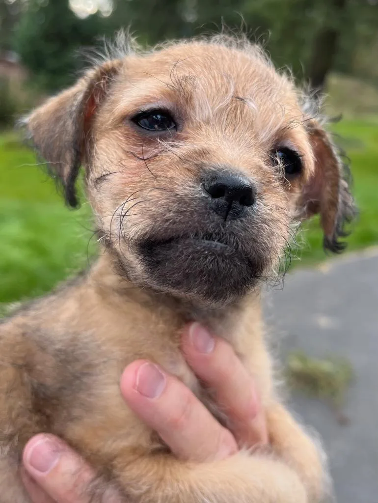 A baby small-sized female Border Terrier dog named Diamond lyla for adoption in Thompson Falls, MT