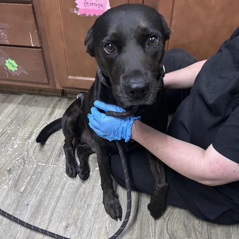 An adult medium-sized male Brown / Chocolate Mixed Breed dog named Hendrix for adoption in Summerville, SC