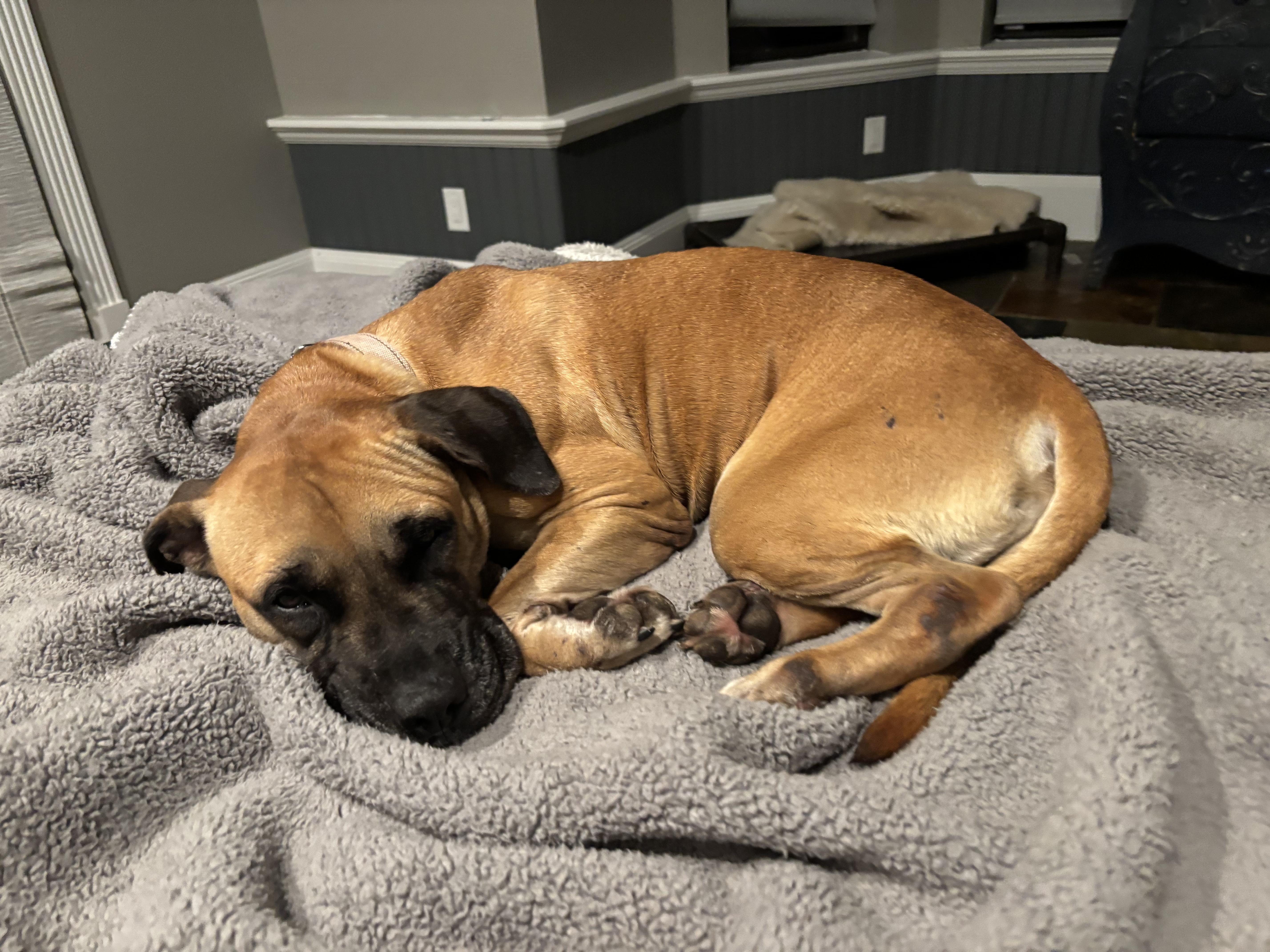 Riley Safari thumbnail 2