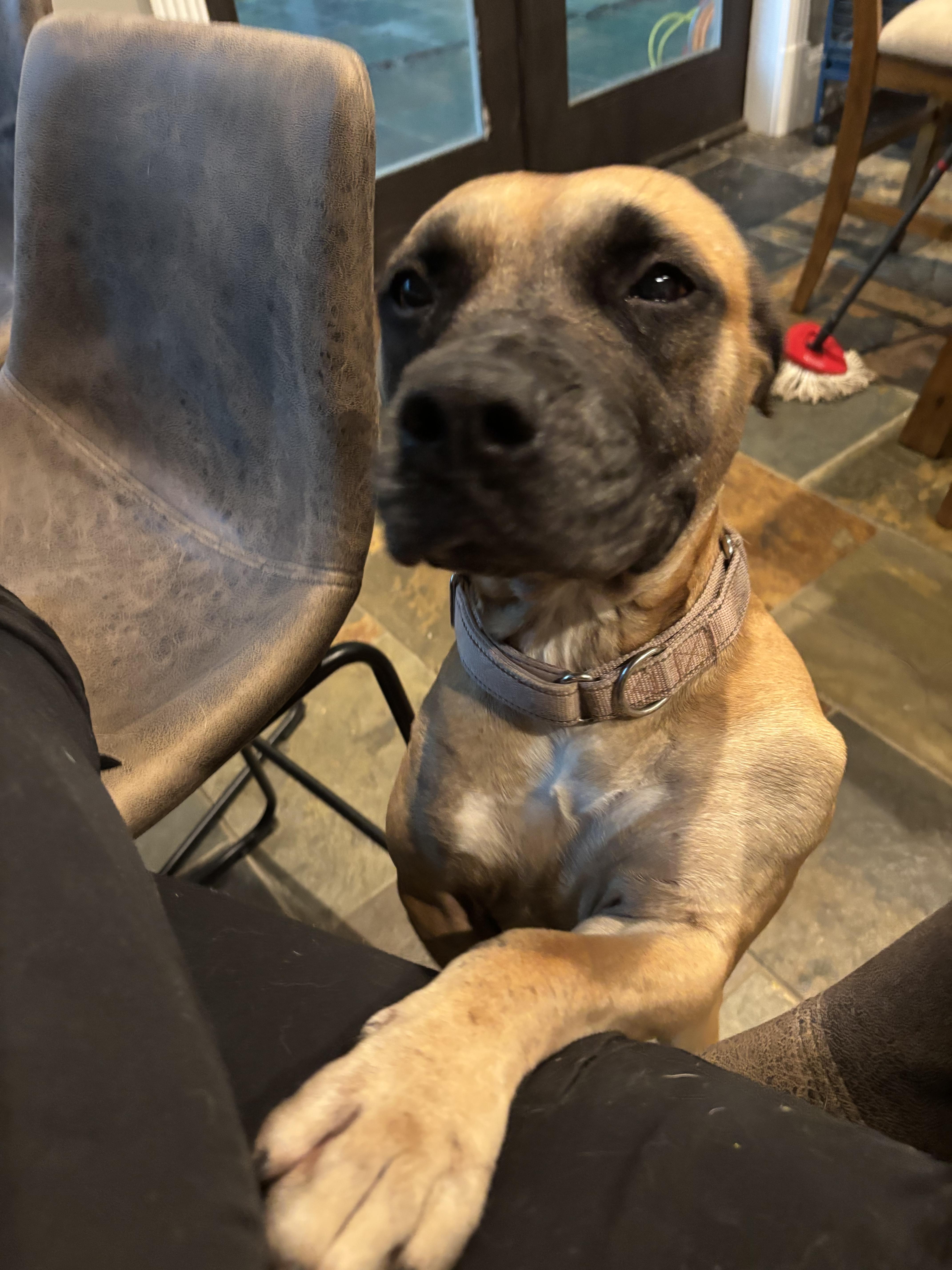 Riley Safari thumbnail 3