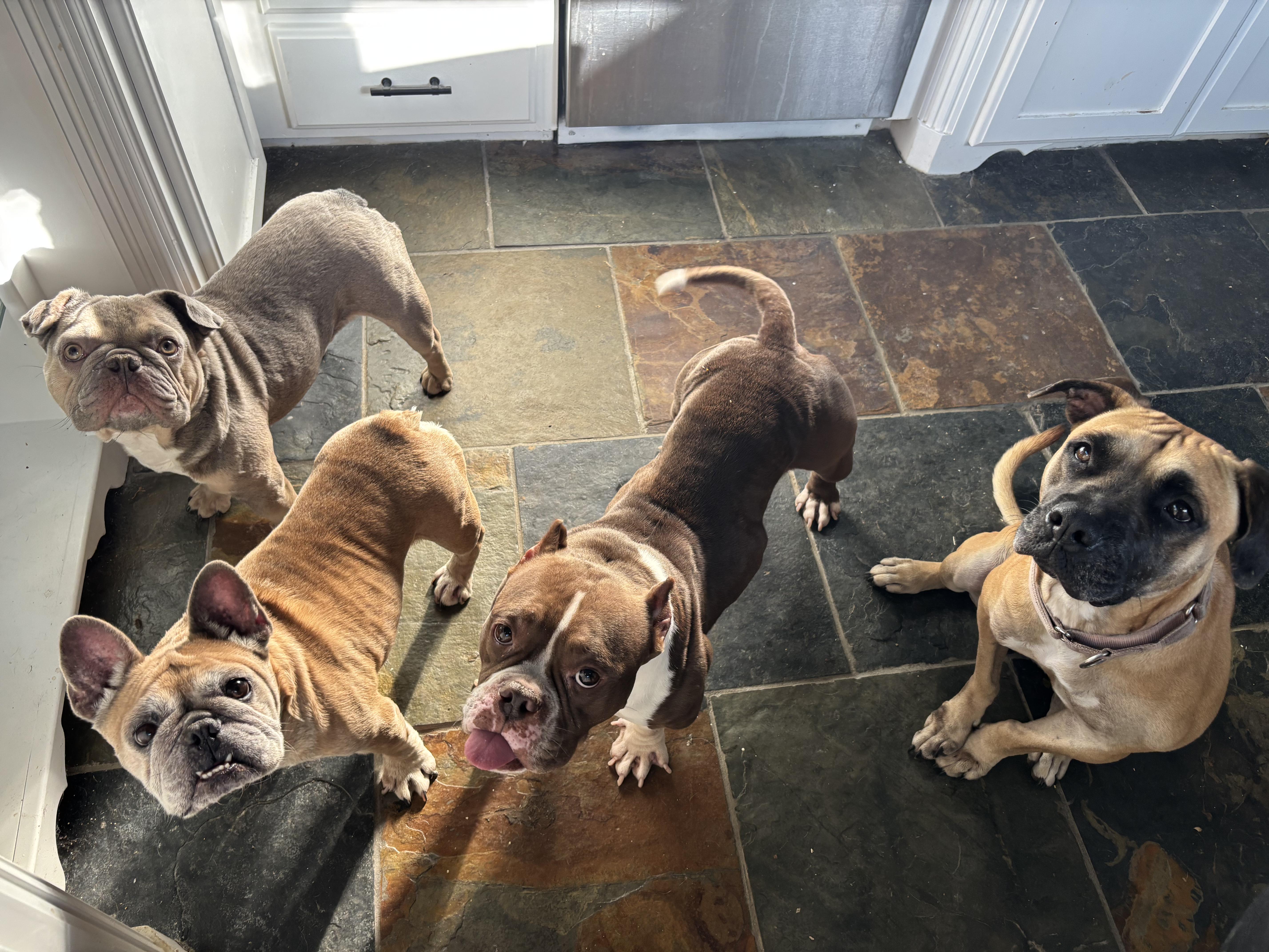 Riley Safari thumbnail 4