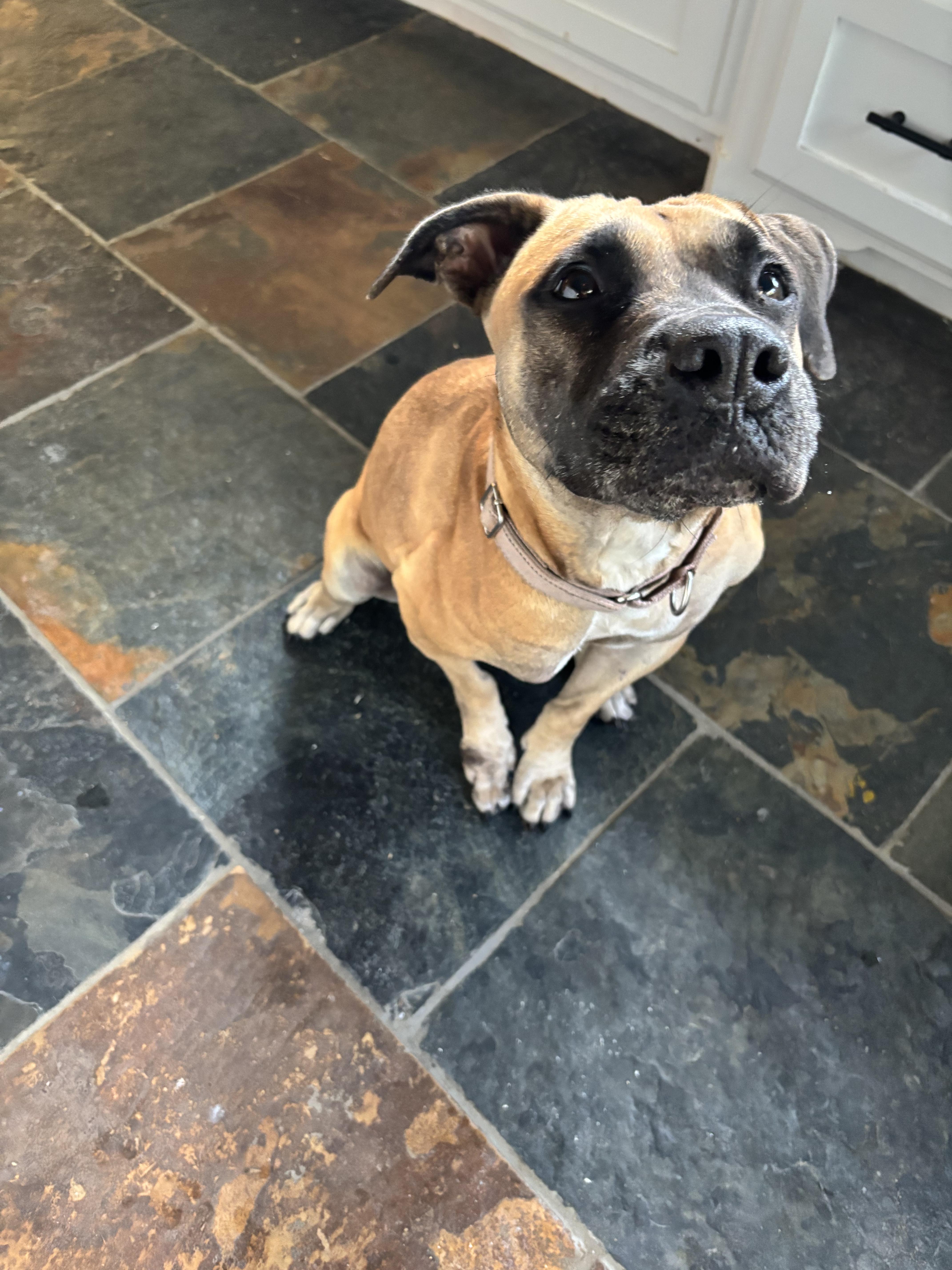 Riley Safari thumbnail 5