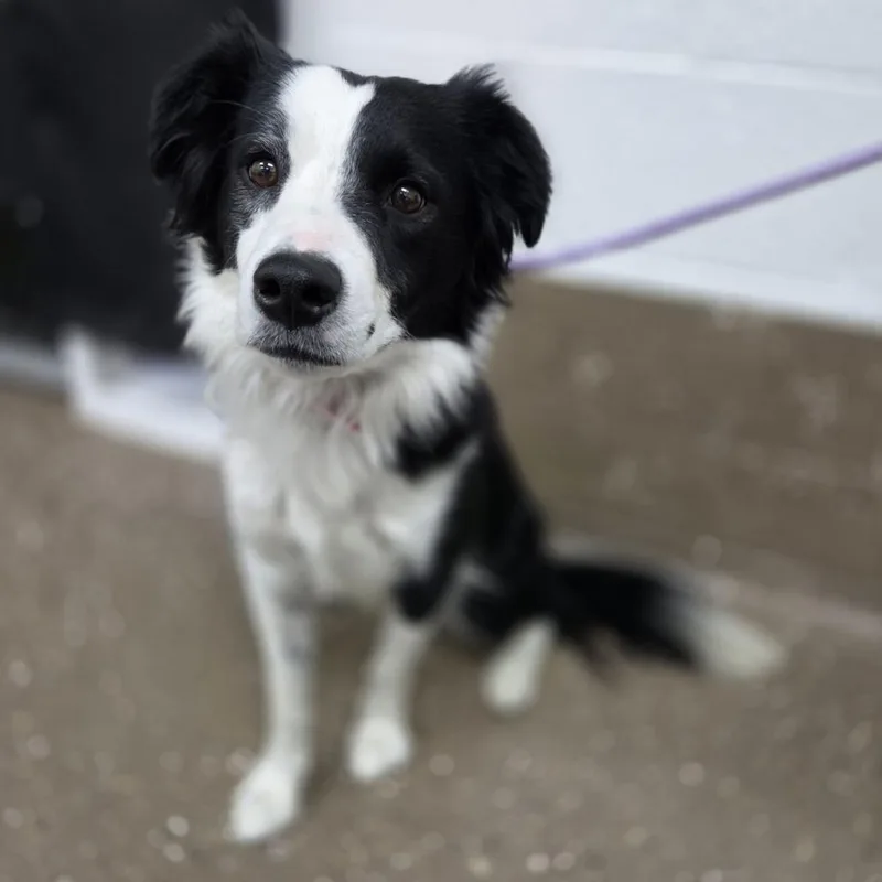 A young medium-sized female Black Border Collie dog named Lagertha for adoption in Incline Village, NV