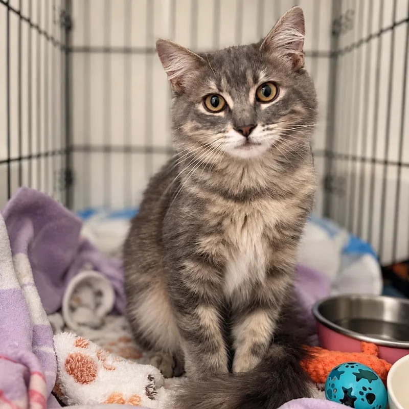 A baby small-sized male Gray / Blue / Silver Domestic Short Hair cat named Little Foot for adoption in Long Beach, CA
