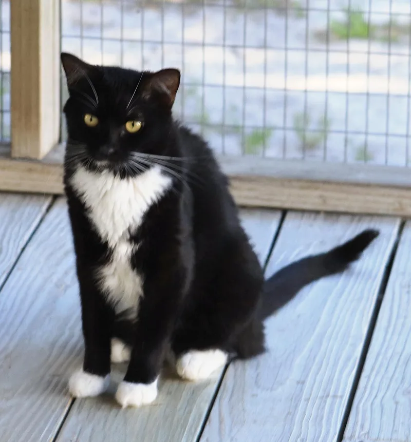 A young medium-sized female Domestic Short Hair cat named Desiree for adoption in North Fort Myers, FL