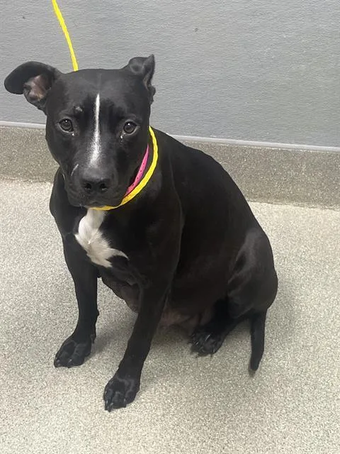 An adult medium-sized female Pit Bull Terrier dog named Camila for adoption in Las Vegas, NV