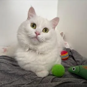 An adult medium-sized female White Turkish Angora cat named Tuna for adoption in Westhampton, NY
